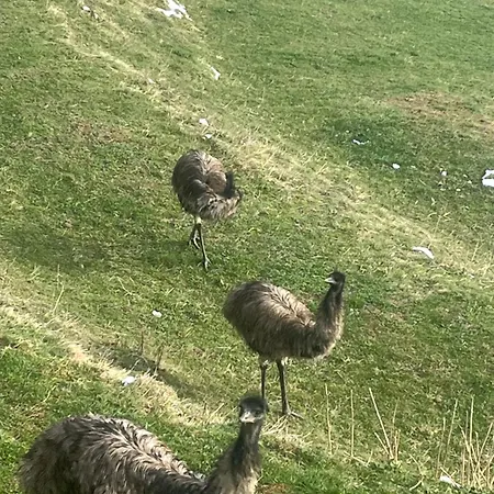 Dorotka Na Sosne Alpehytte Nova Lubovna