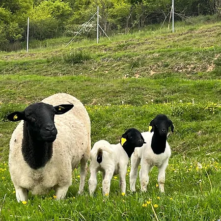 Alpehytte Dorotka Na Sosne Nova Lubovna